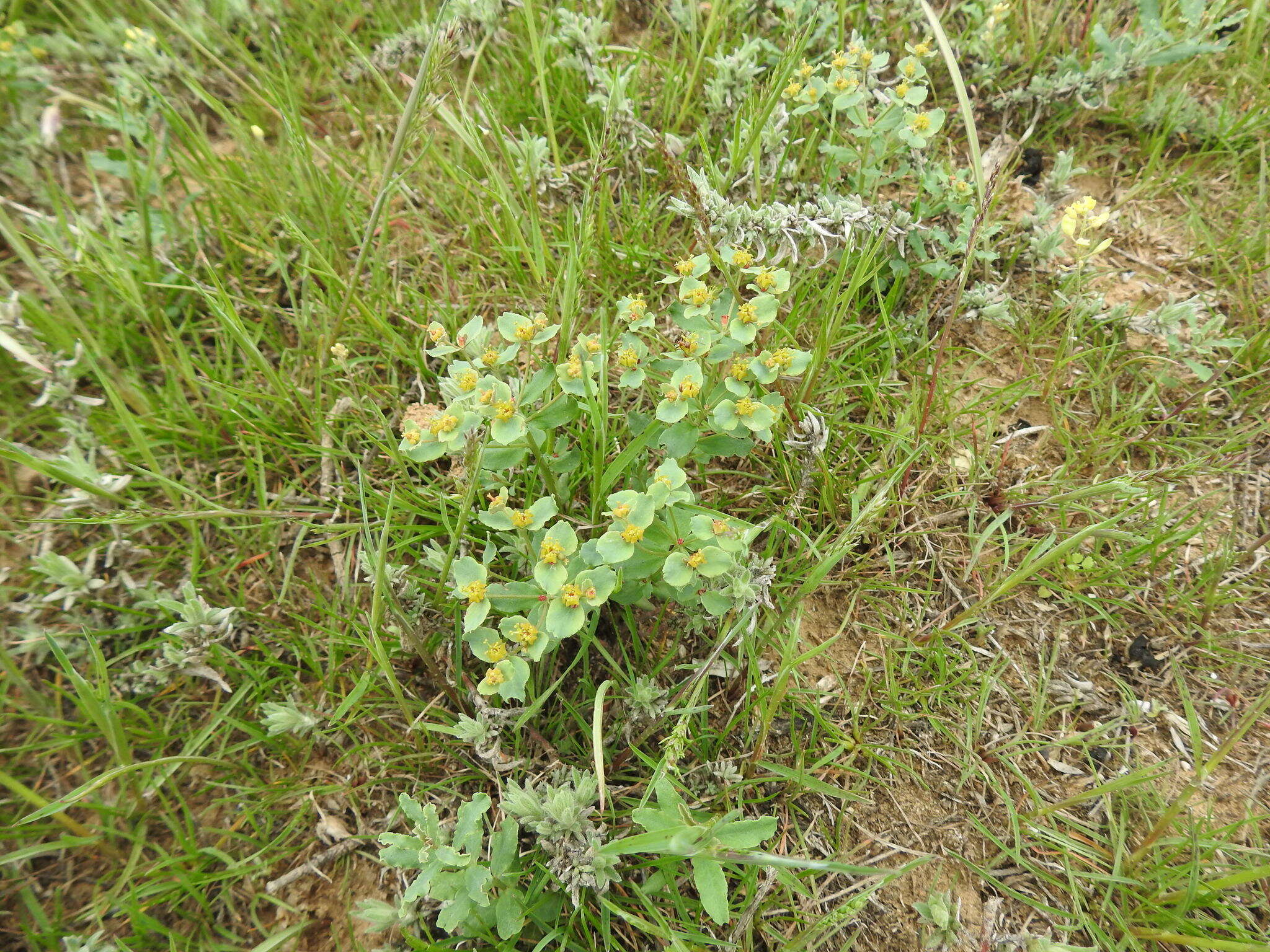 Image of Euphorbia undulata M. Bieb.