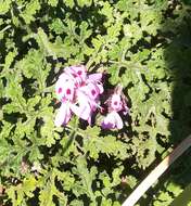 Image of sweet scented geranium