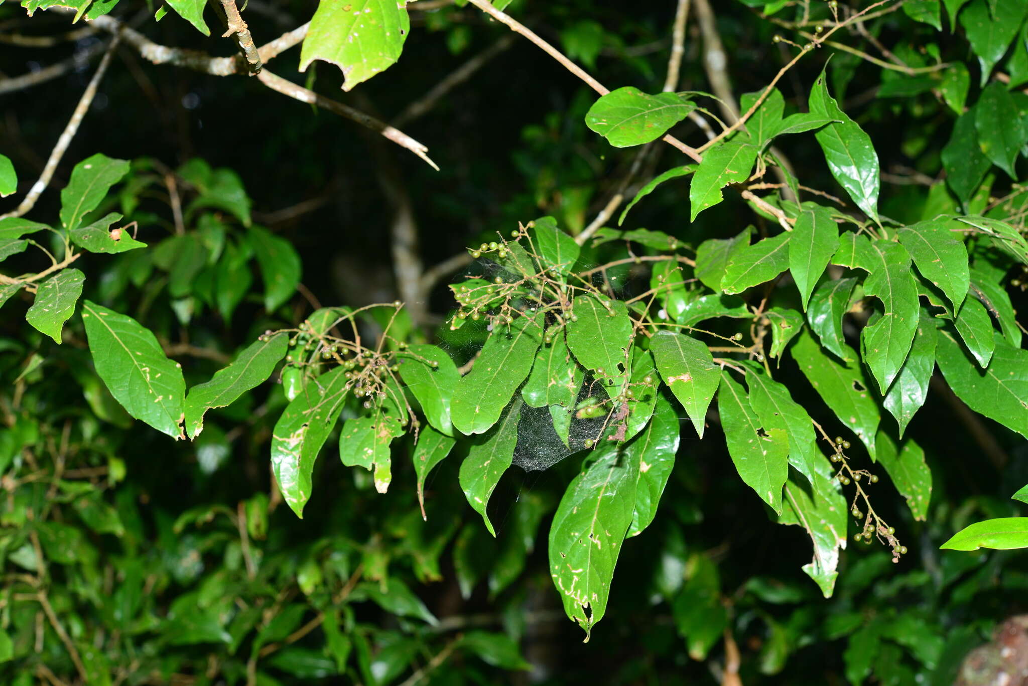 Plancia ëd Meliosma callicarpifolia Hayata