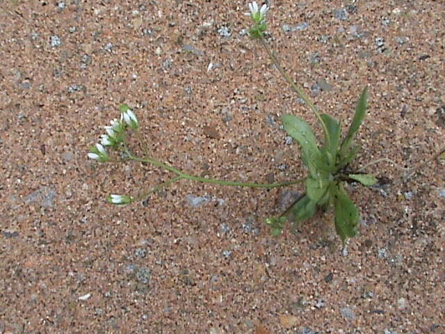 Image of common whitlowgrass