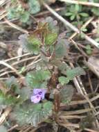 Image of Ground ivy