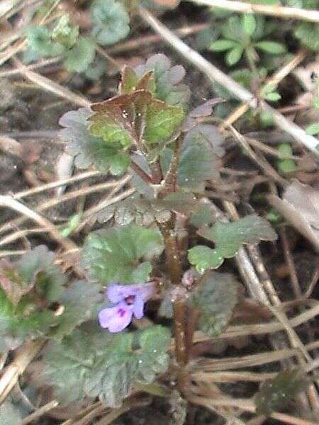 Image of Ground ivy