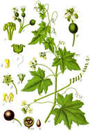 Image of white bryony