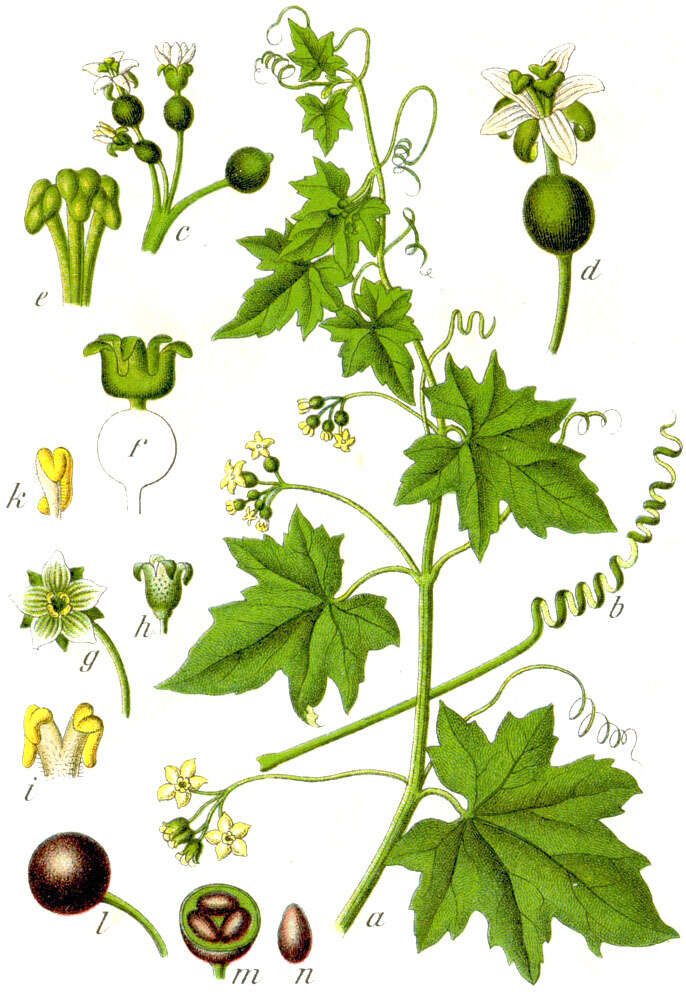 Image of white bryony