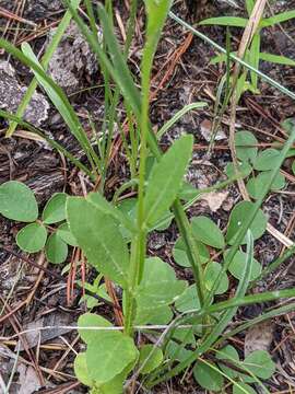 Image de Verbesina heterophylla (Chapman) A. Gray