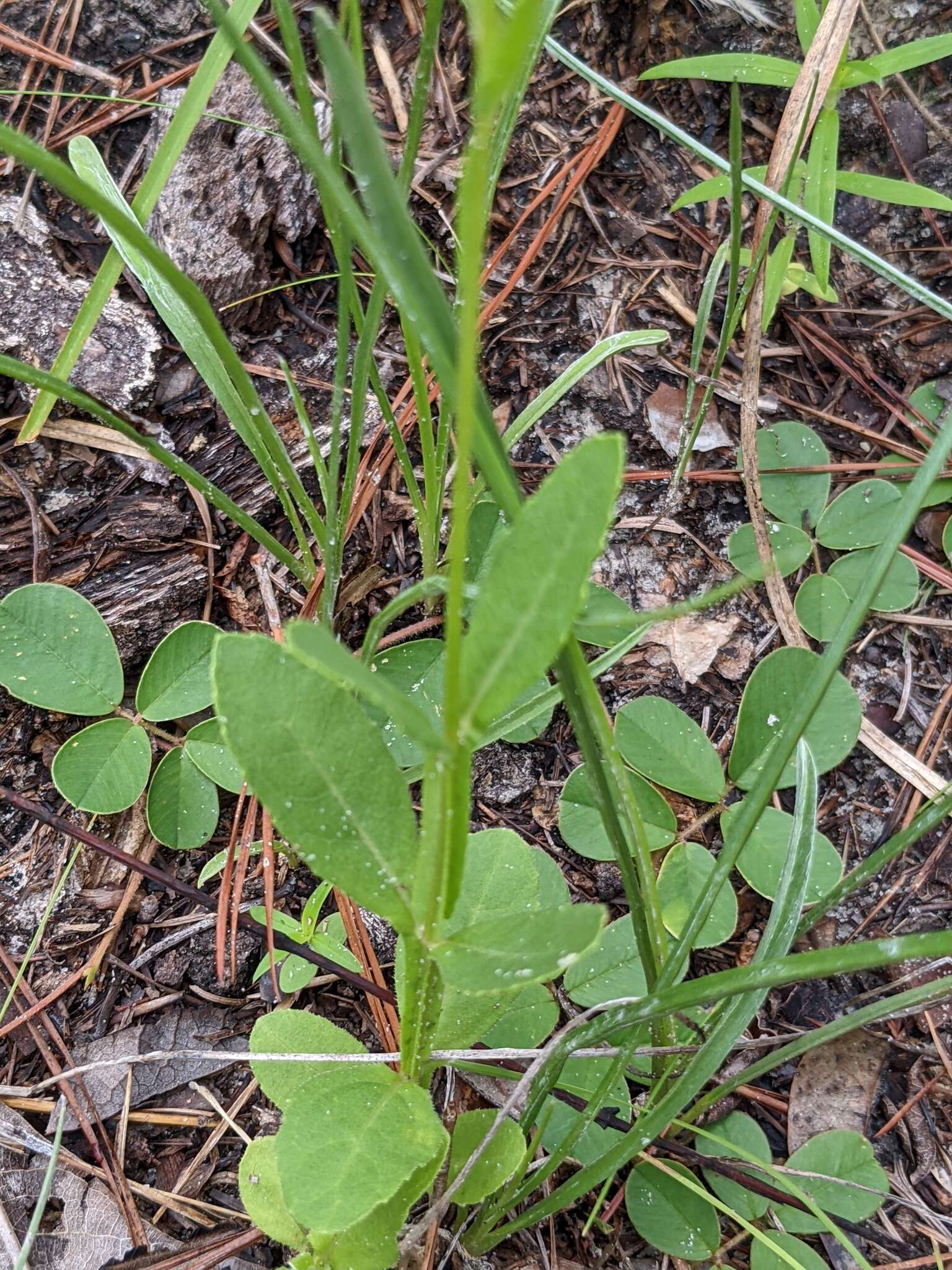 Image de Verbesina heterophylla (Chapman) A. Gray