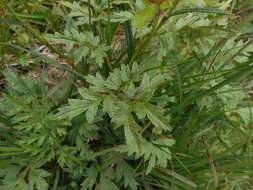 صورة Pulsatilla alpina subsp. apiifolia (Scop.) Nyman