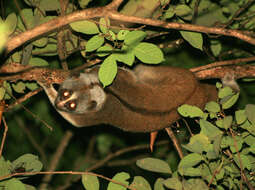 Image of Ashy Slow Loris