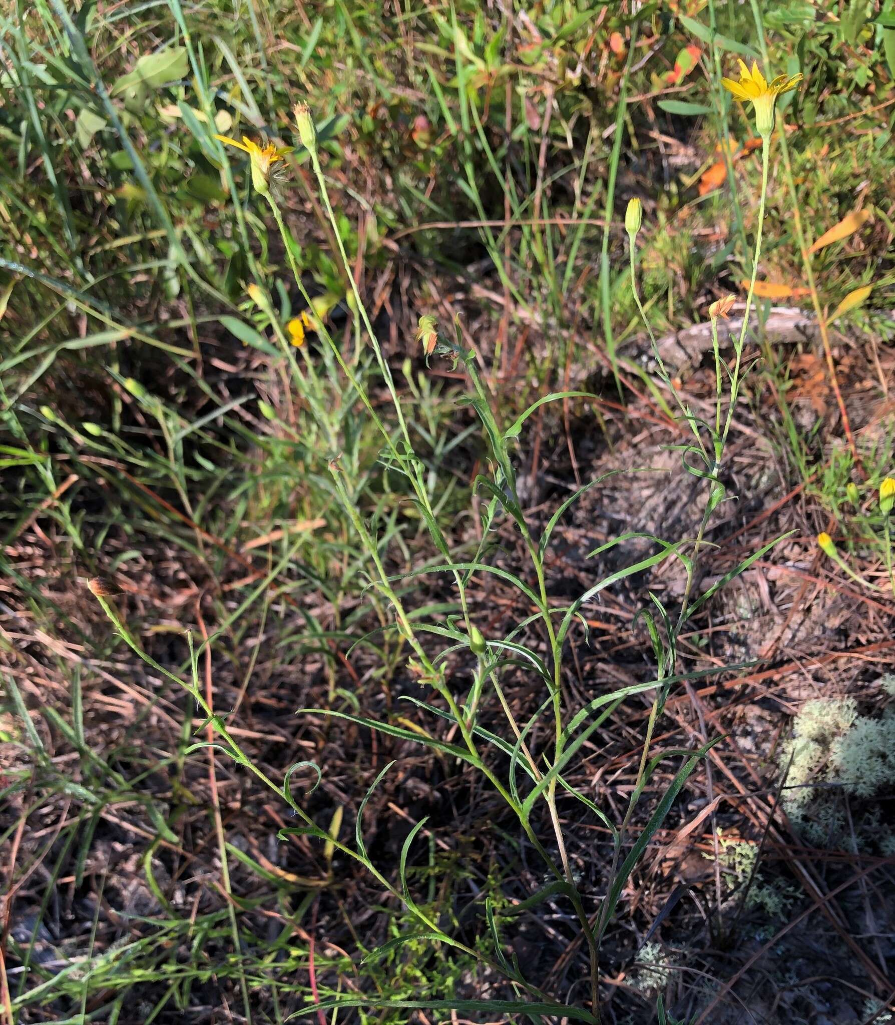 Image of zigzag silkgrass