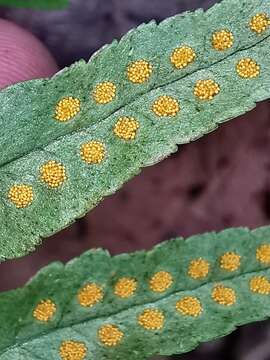 Polypodium plesiosorum Kunze的圖片