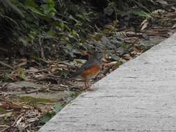 Imagem de Turdus hortulorum Sclater & PL 1863