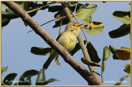 Image of Melodious Warbler