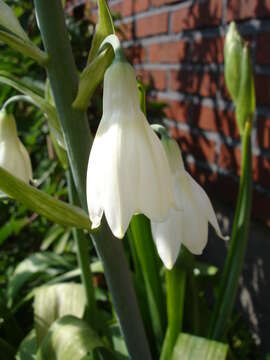 Image of Ornithogalum candicans (Baker) J. C. Manning & Goldblatt