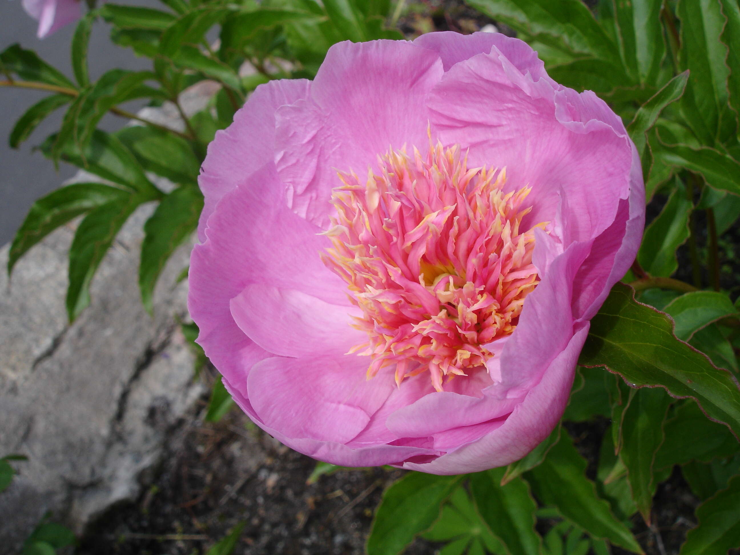 Plancia ëd Paeonia lactiflora Pall.