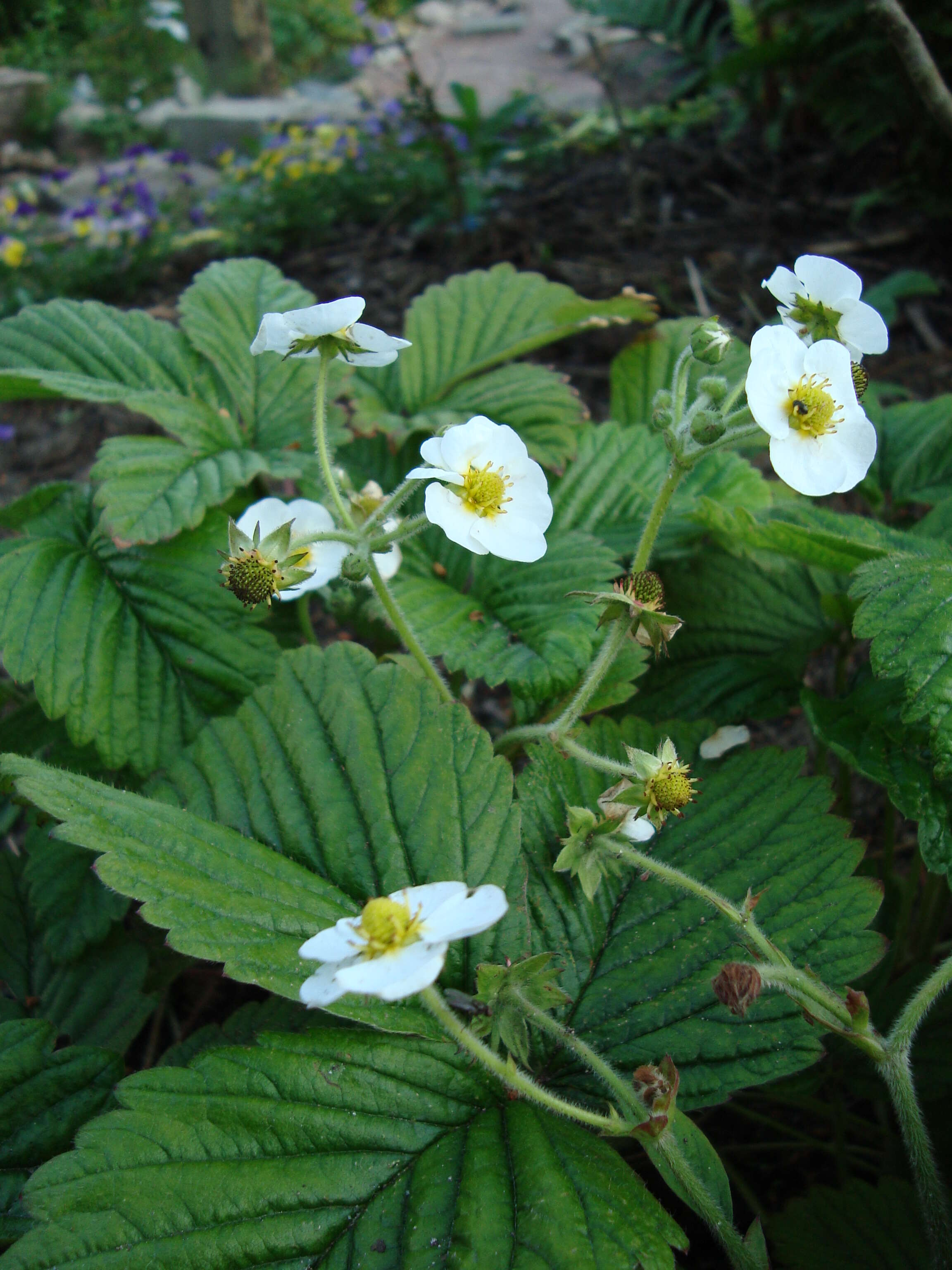 Image of Hautbois Strawberry