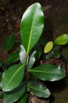 Image of Diospyros australis (R. Br.) Hiern