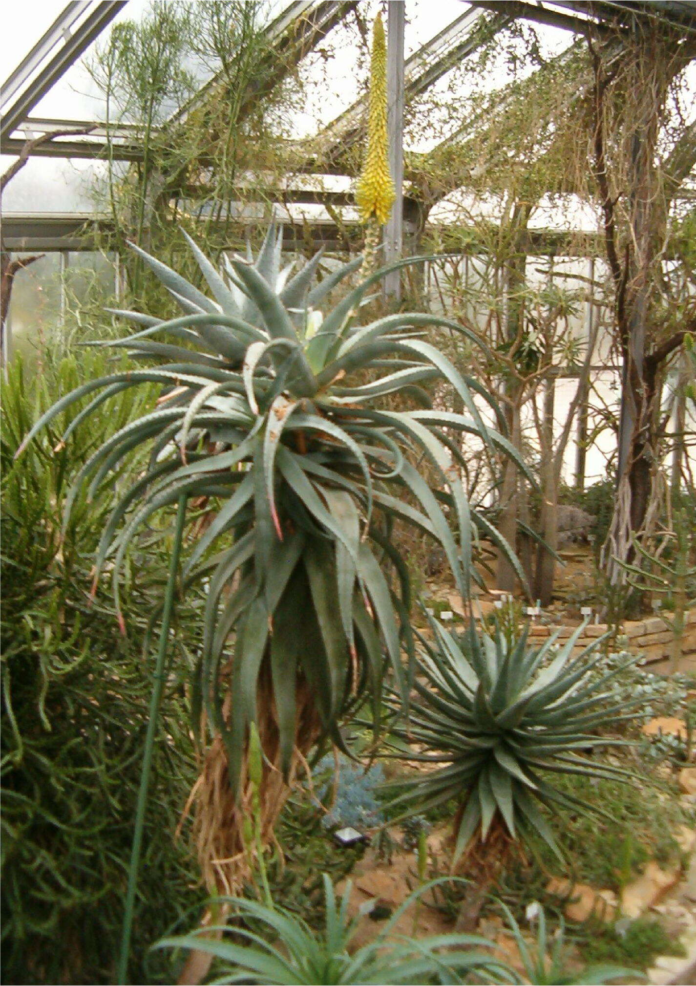 Image of Uitenbage aloe