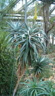 Image of Uitenbage aloe