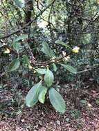 Image of Garcinia oblongifolia Champ. ex Benth.