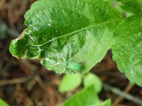 Image of Phyllobius (Phyllobius) arborator (Herbst 1797)