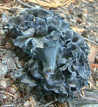 Image de Chanterelle bleue