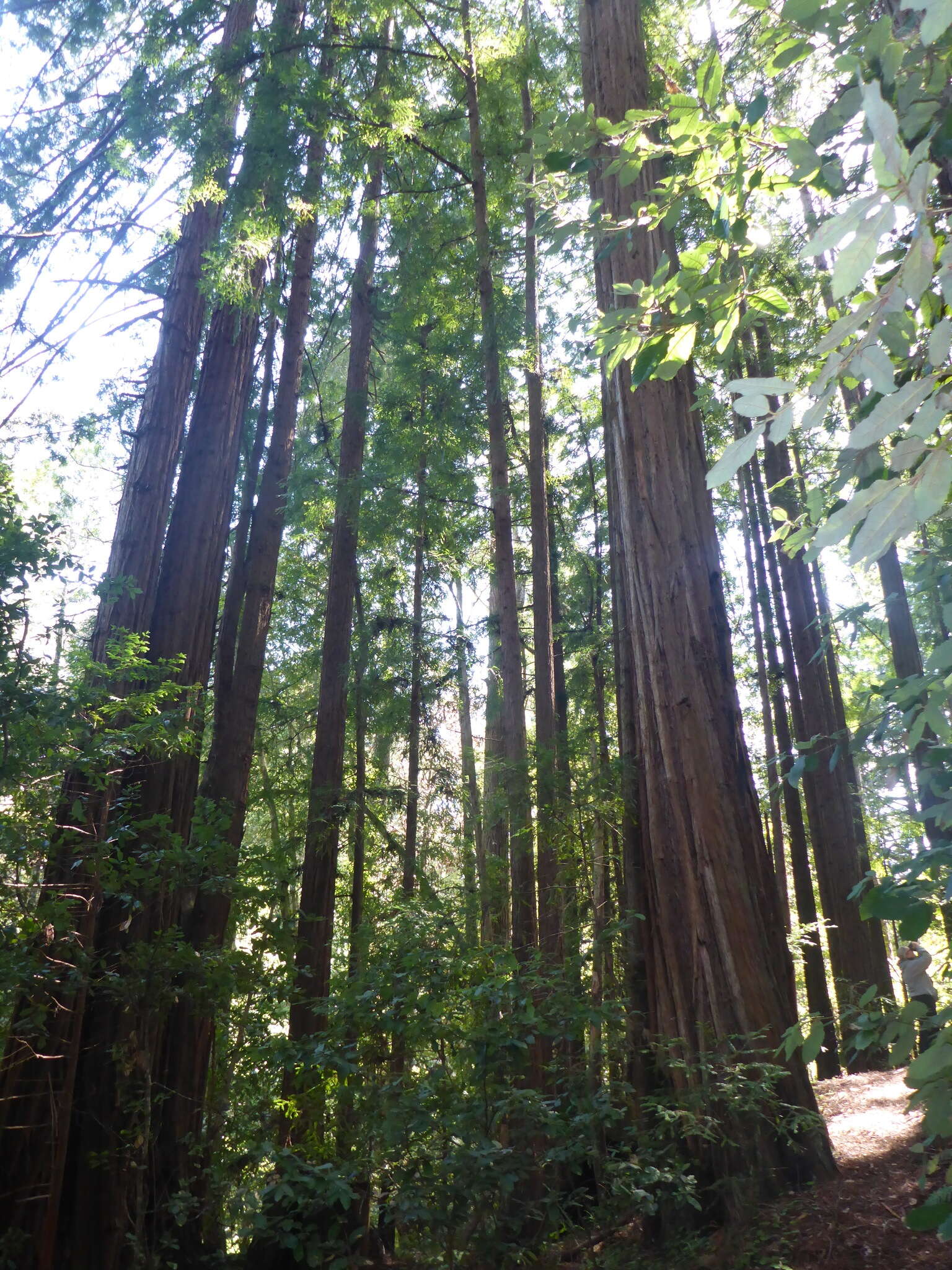 Imagem de Sequoia