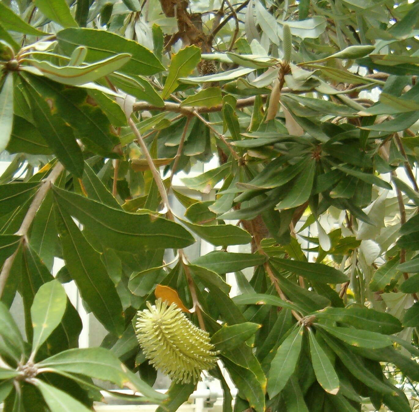 Imagem de Banksia integrifolia L. fil.