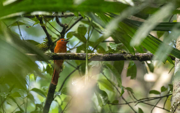 Image of Terpsiphone cinnamomea cinnamomea (Sharpe 1877)