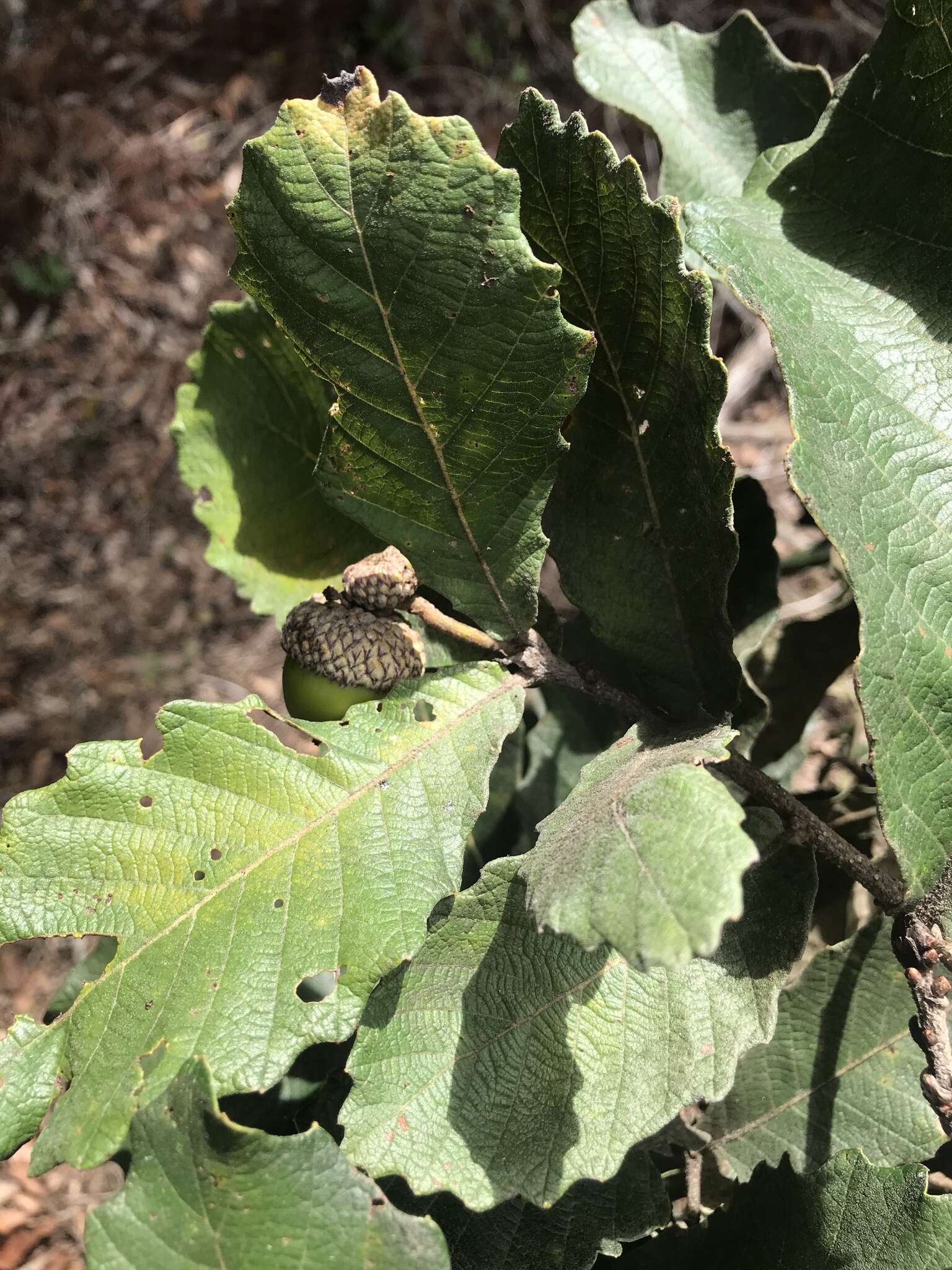 صورة Quercus peduncularis Née