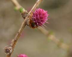 Image of European Larch