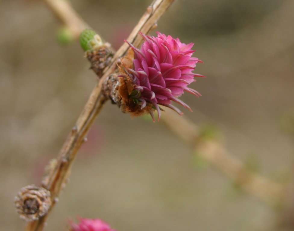 Plancia ëd Larix decidua Mill.