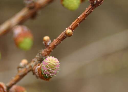 Image of Japanese Larch