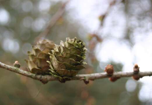 Image of Japanese Larch