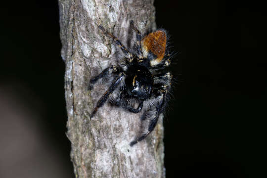 Carrhotus xanthogramma (Latreille 1819) resmi