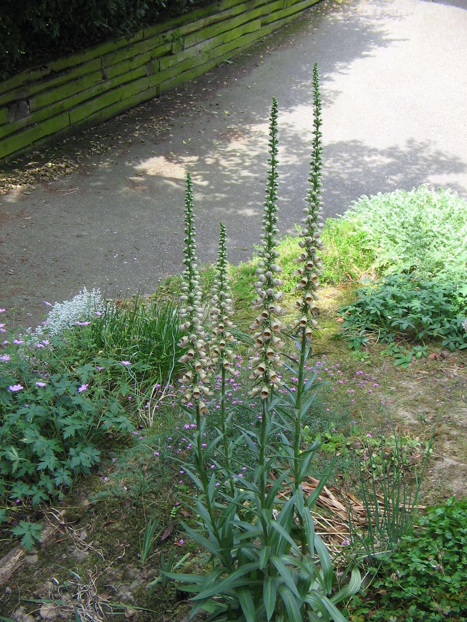 Слика од Digitalis ferruginea L.