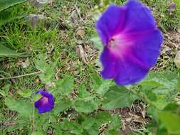 Ipomoea tacambarensis E. Carranza的圖片