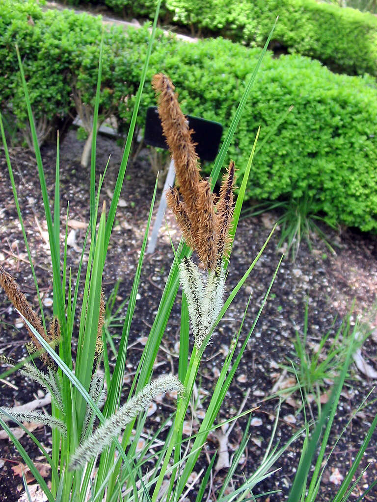 Image of Greater Pond-Sedge