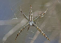 Image of Argiope probata Rainbow 1916