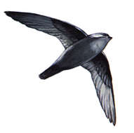 Image of Chimney Swift