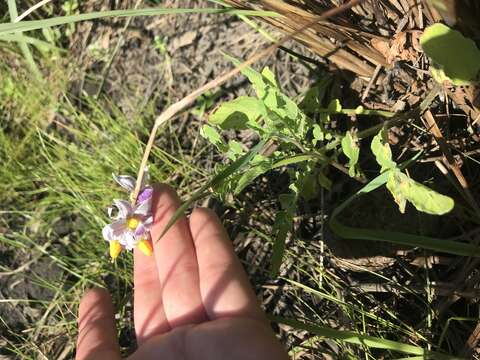 Image of Commerson's nightshade