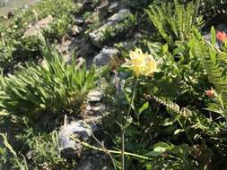 Image of yellow columbine