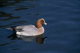 Image of Eurasian Wigeon