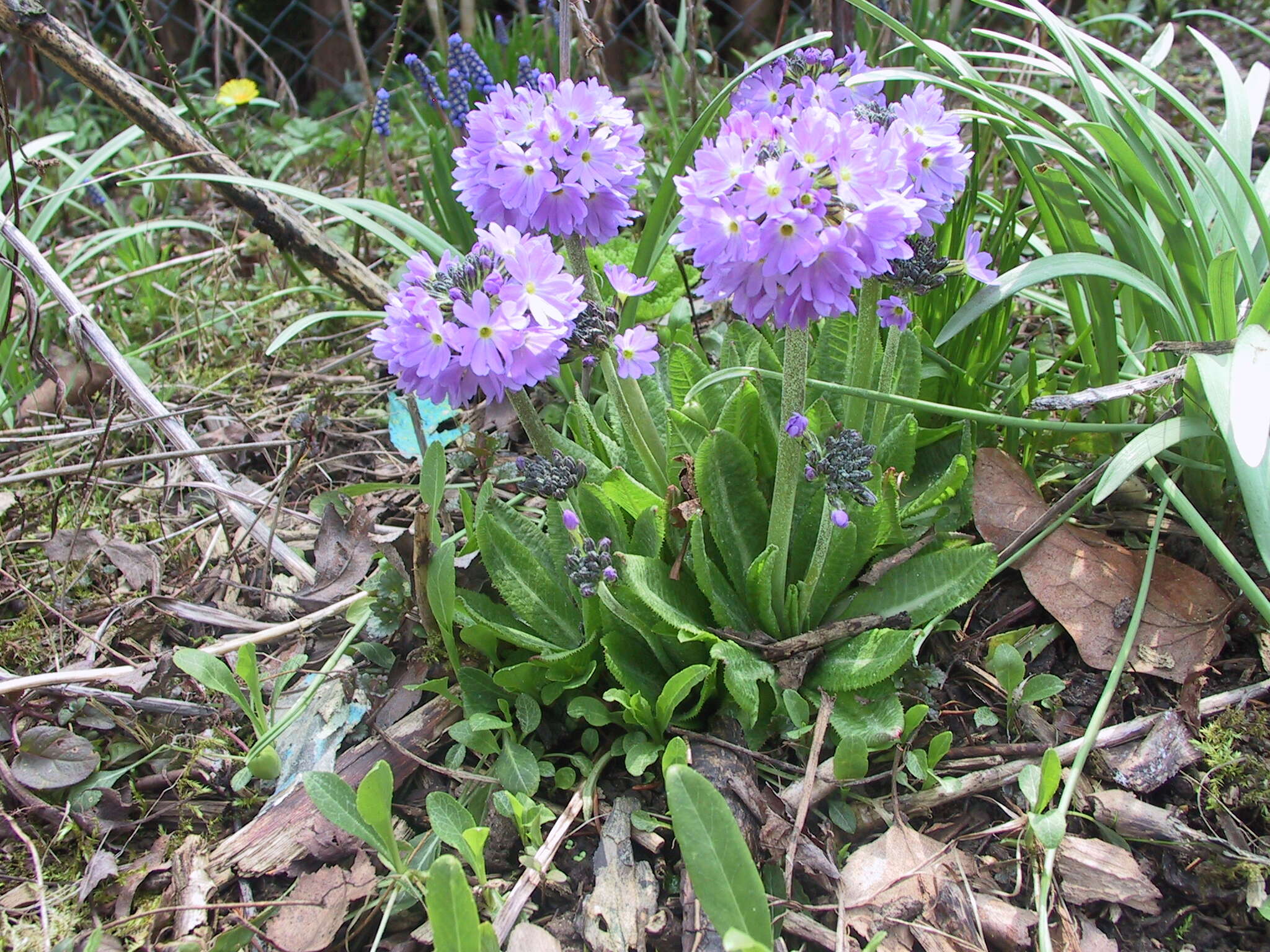 Image of Primula denticulata Sm.