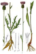 Image of Tuberous Thistle