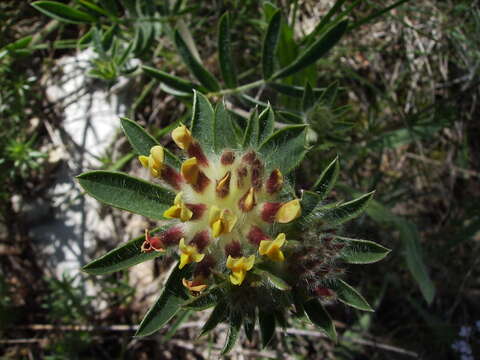 Слика од Anthyllis vulneraria L.