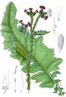 Image of curly plumeless thistle