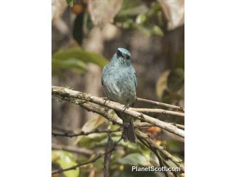 Image of Island Flycatcher