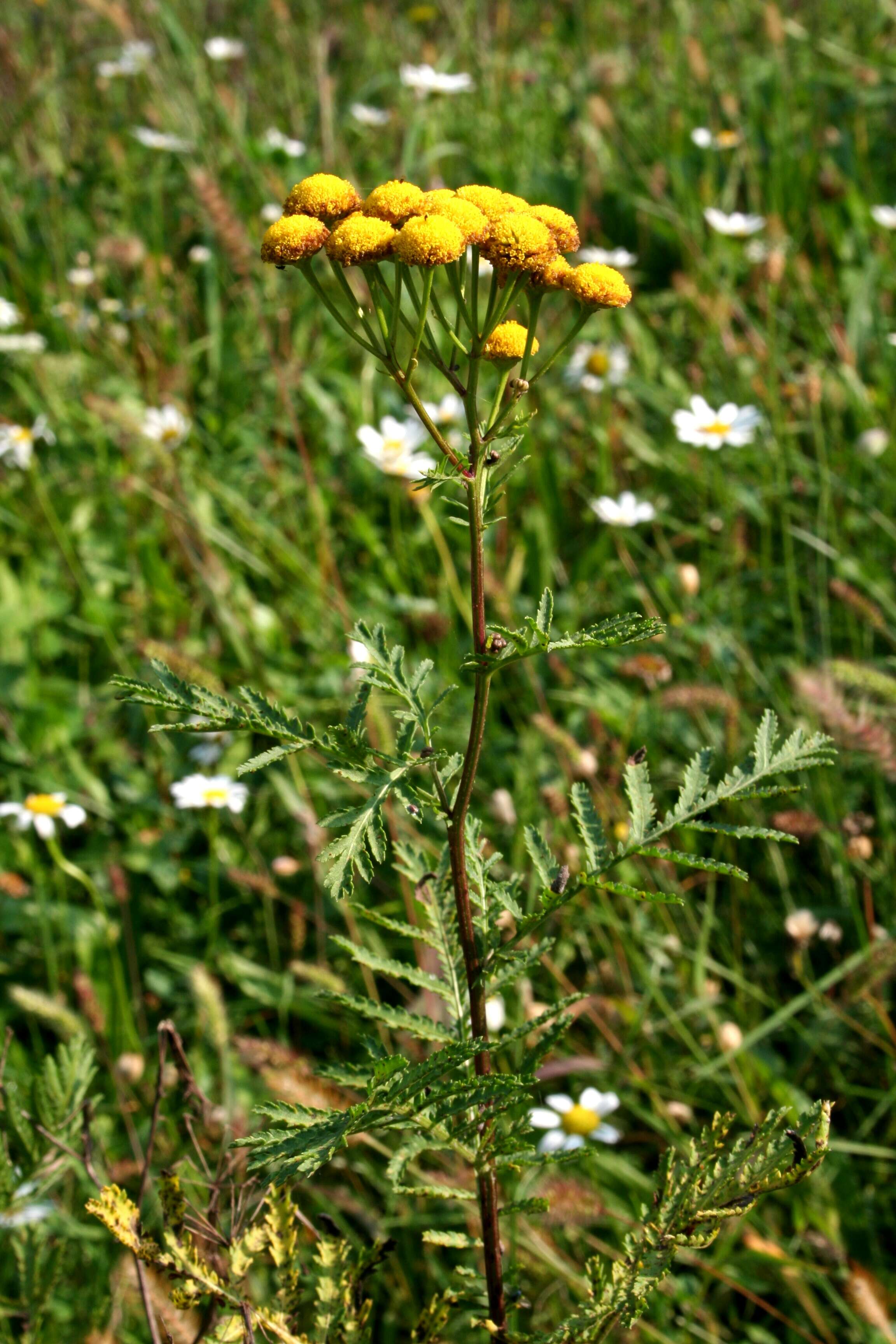 Image of common tansy