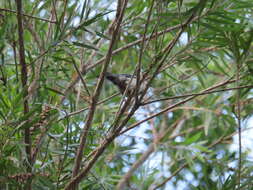 Image of Parus minor commixtus Swinhoe 1868