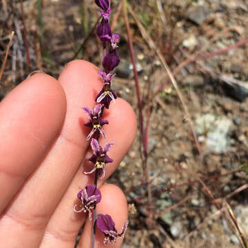 Image of Mt. Tamalpais jewelflower